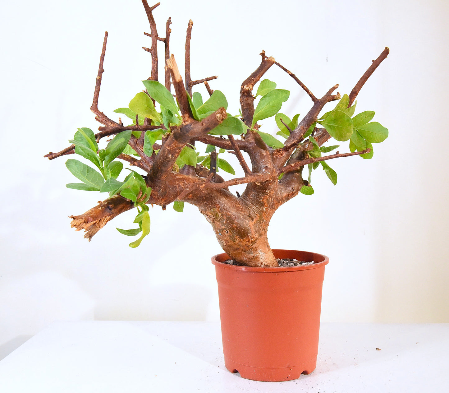 ✶原產威迪橄欖 Commiphora wildii #20