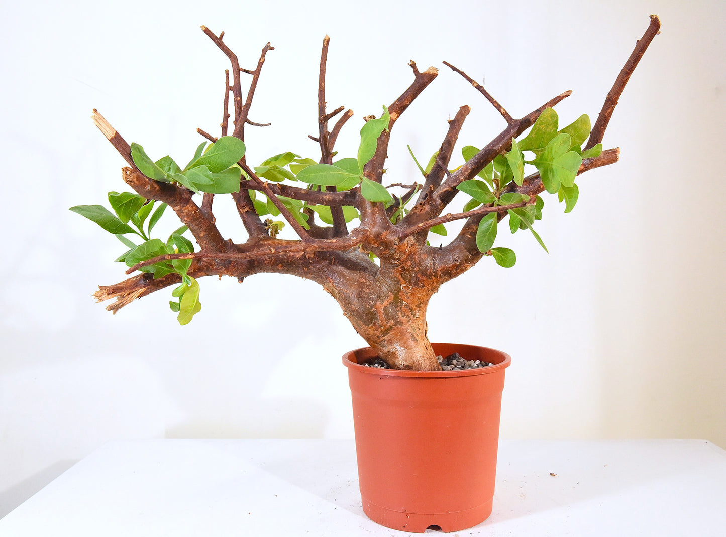 ✶原產威迪橄欖 Commiphora wildii #20