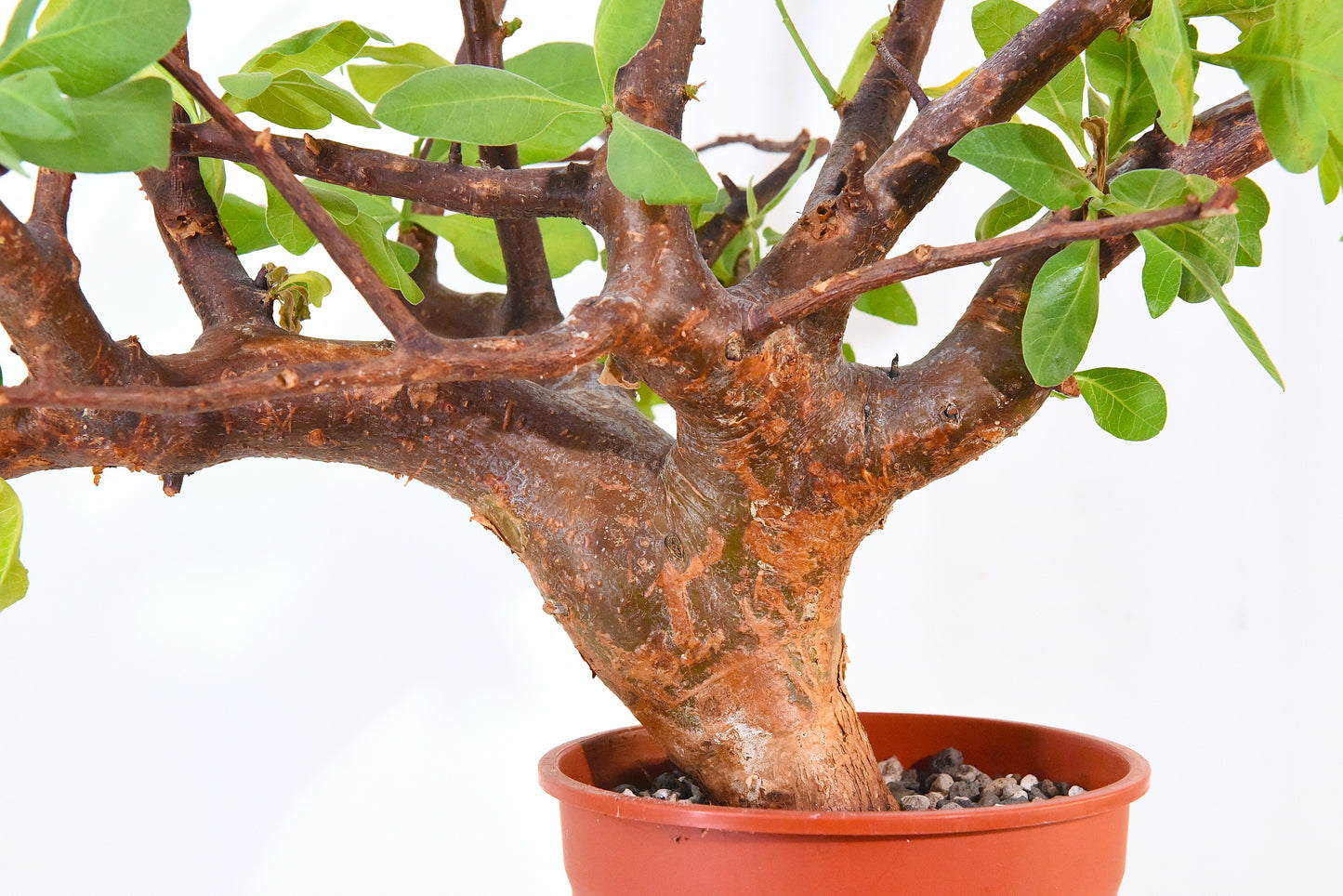 ✶原產威迪橄欖 Commiphora wildii #20