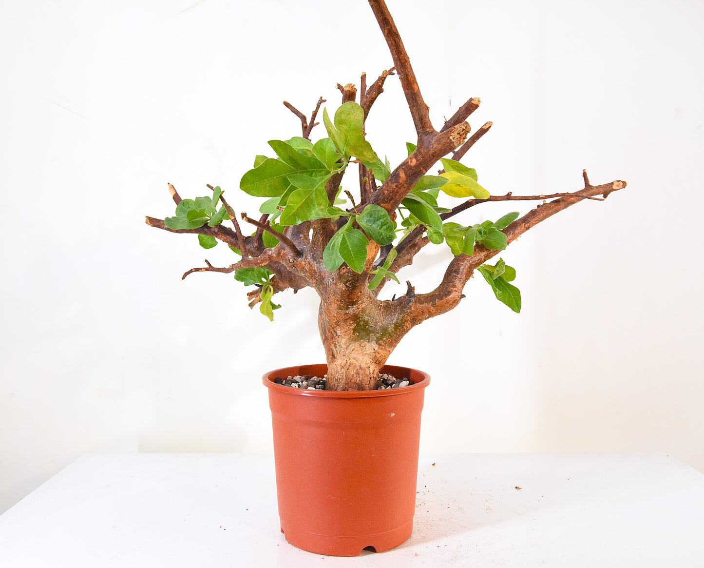 ✶原產威迪橄欖 Commiphora wildii #20