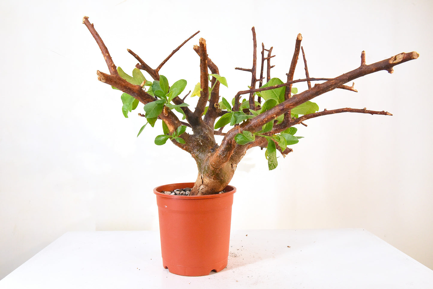 ✶原產威迪橄欖 Commiphora wildii #20