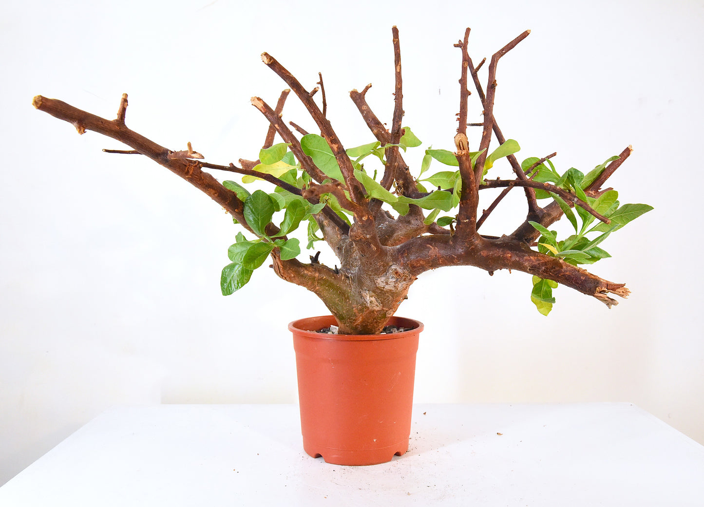 ✶原產威迪橄欖 Commiphora wildii #20
