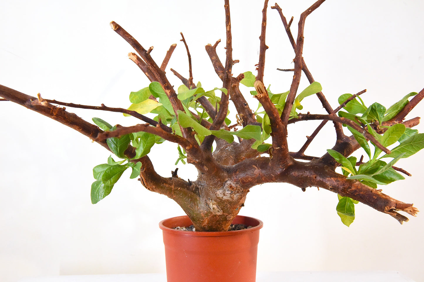 ✶原產威迪橄欖 Commiphora wildii #20