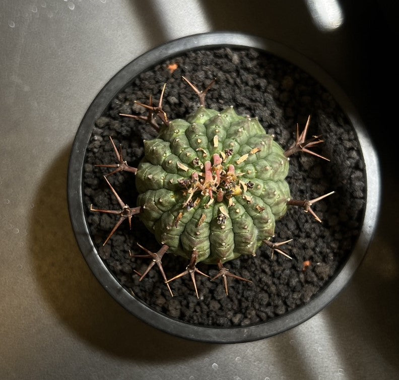 實生群星冠Euphorbia stellispina