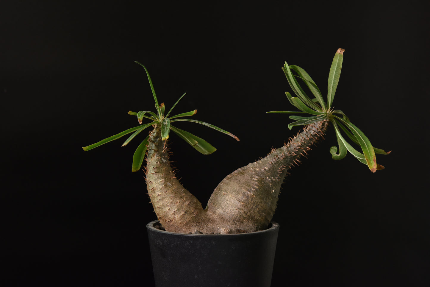 原產雙頭象牙宮Pachypodium gracilius