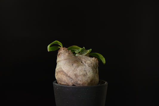 原產一本尼Pachypodium eburneum