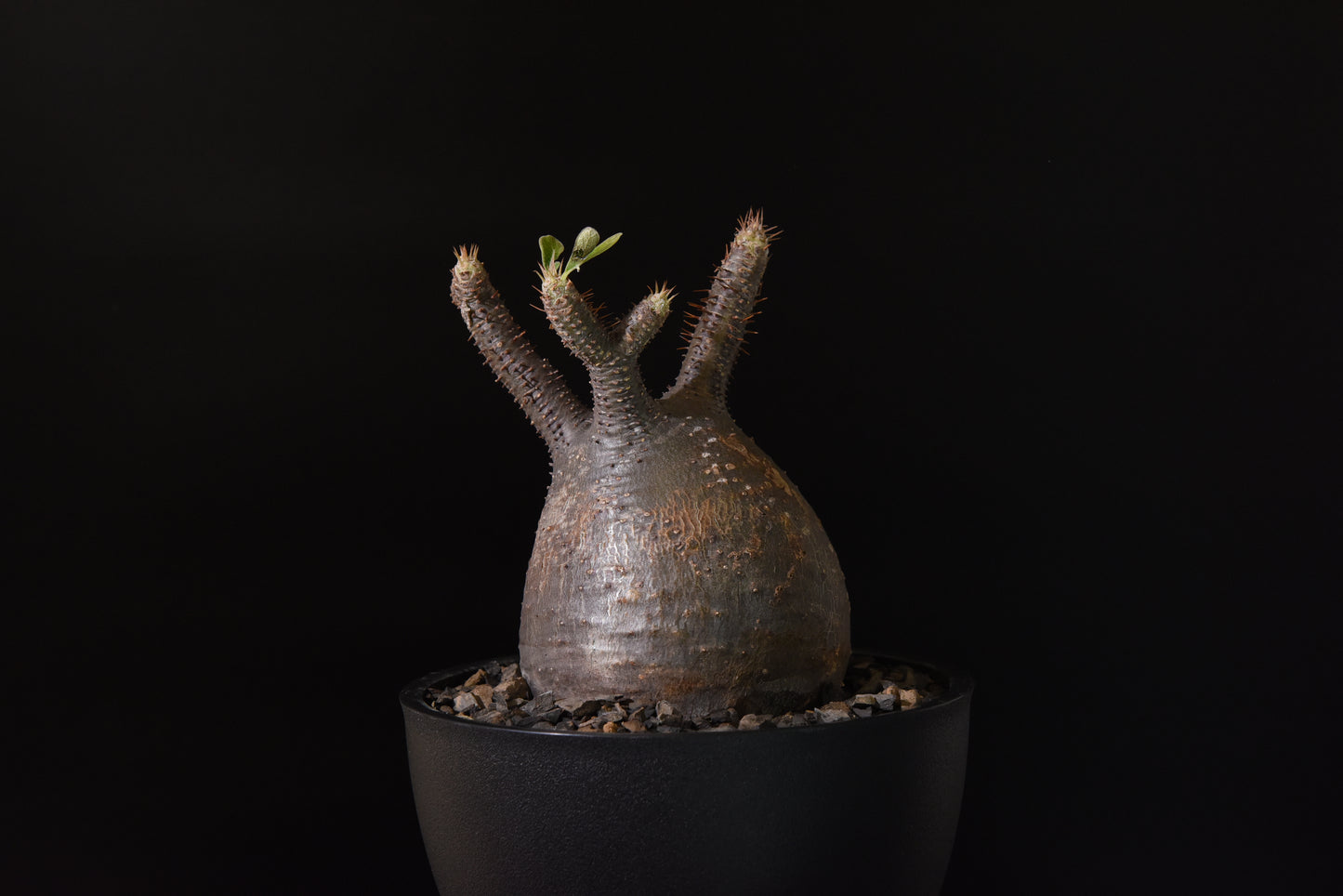 原產象牙宮Pachypodium gracilius