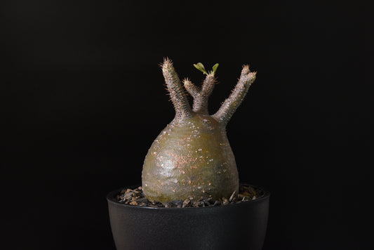 原產象牙宮Pachypodium gracilius