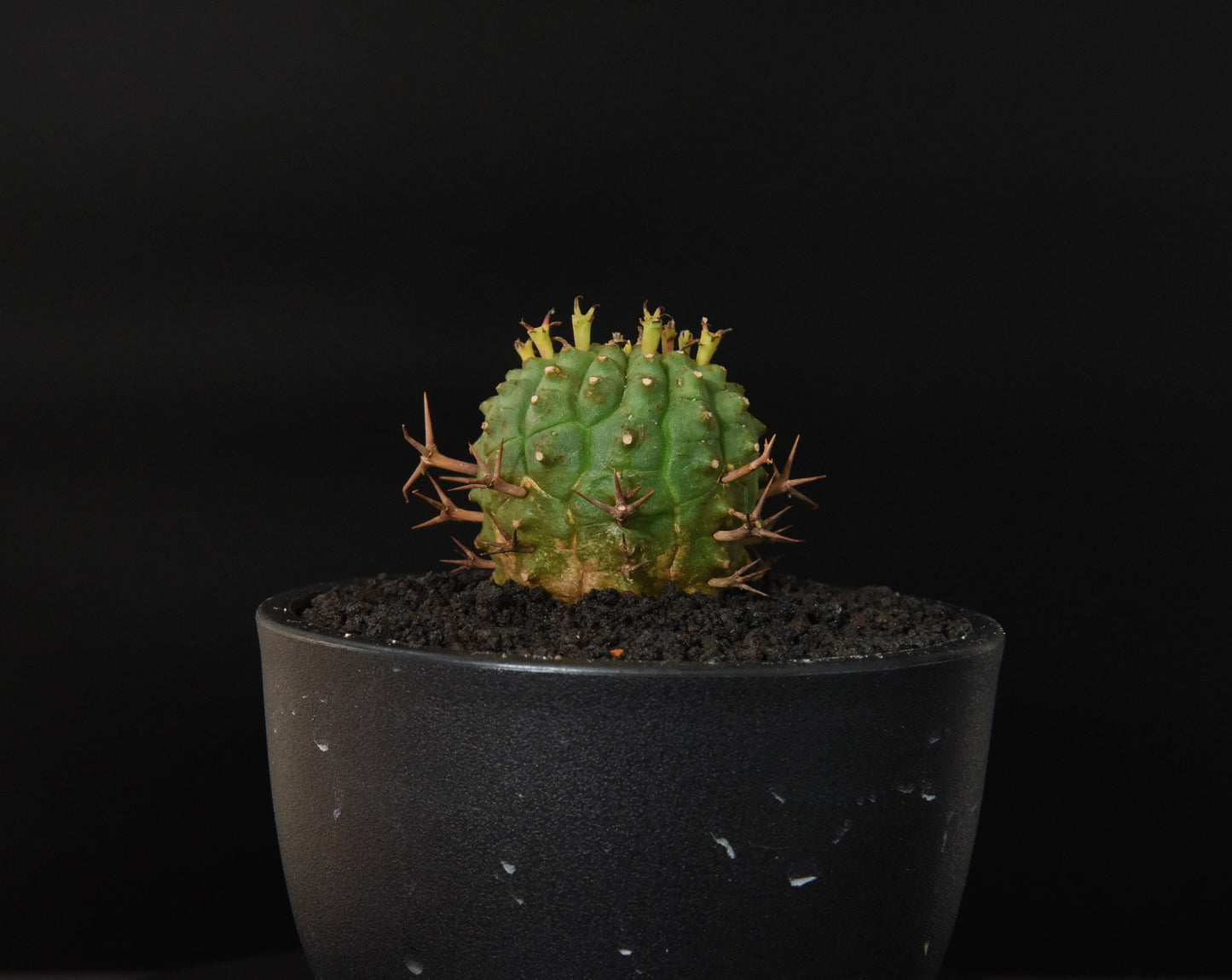 實生群星冠Euphorbia stellispina