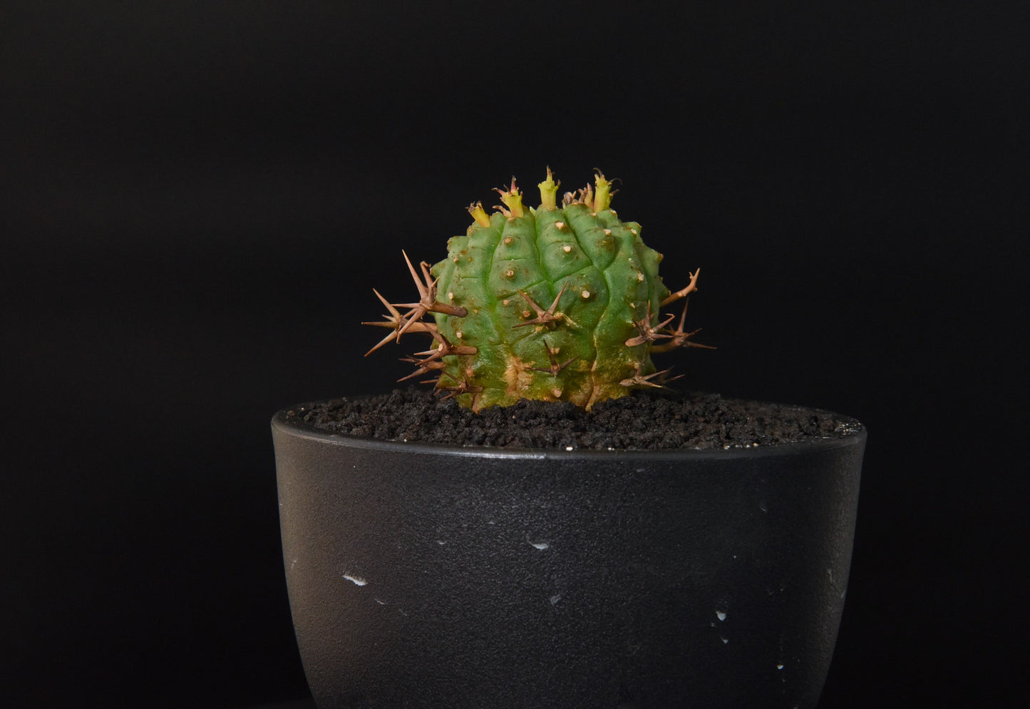 實生群星冠Euphorbia stellispina