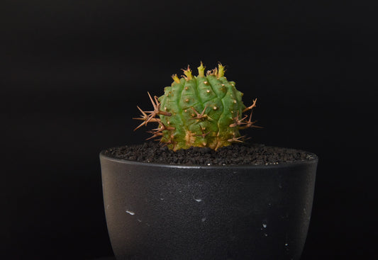 實生群星冠Euphorbia stellispina