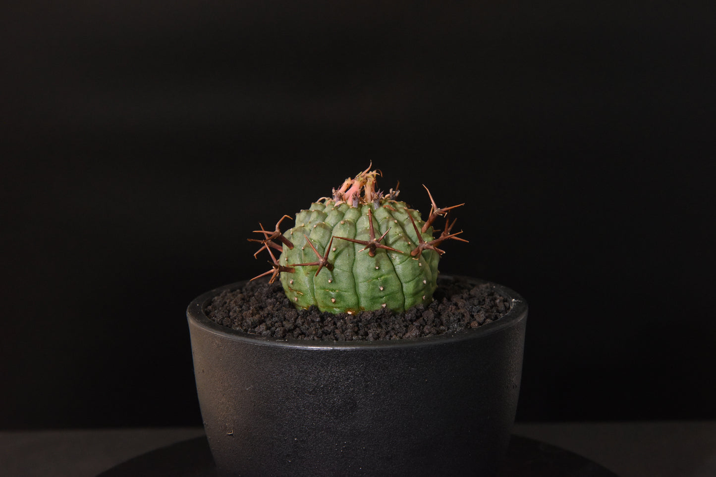 實生群星冠Euphorbia stellispina