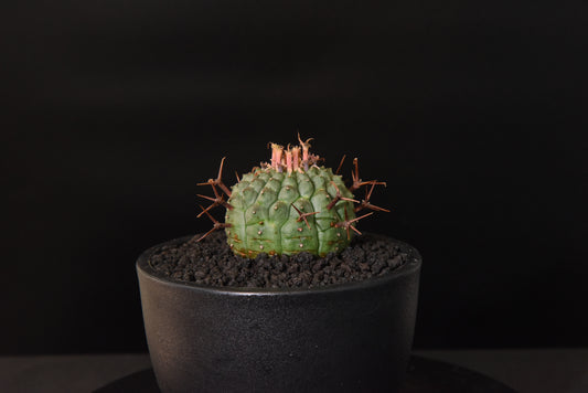 實生群星冠Euphorbia stellispina