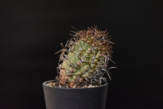 原產群星冠Euphorbia stellispina