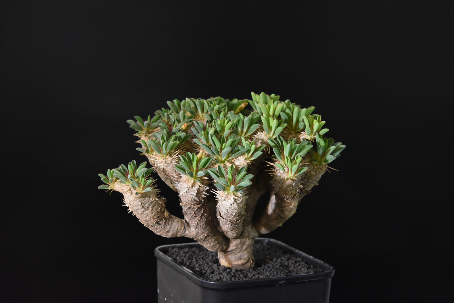 原產鬼棲閣Euphorbia guillauminiana