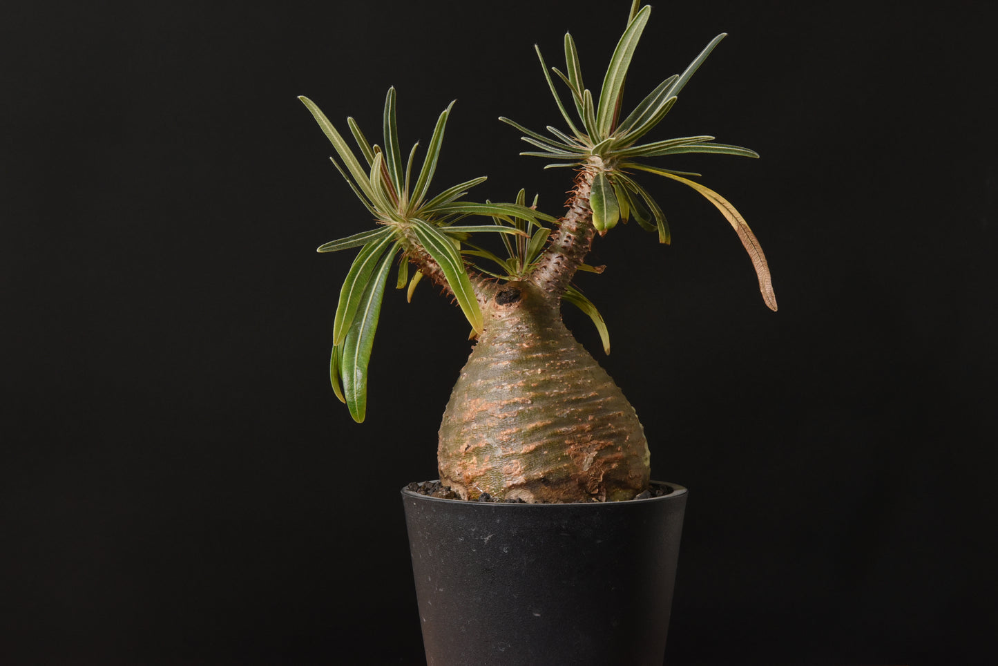 原產象牙宮Pachypodium gracilius