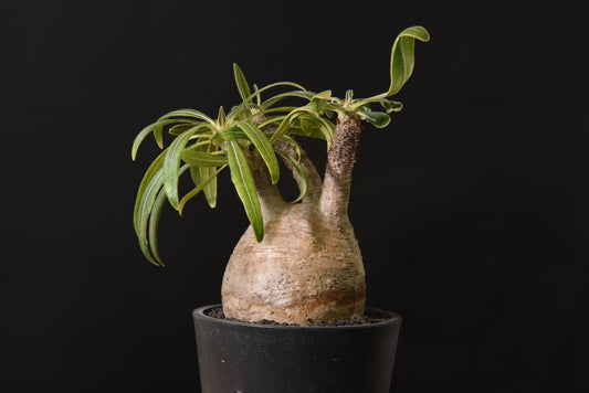 原產象牙宮Pachypodium gracilius