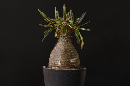 原產象牙宮Pachypodium gracilius