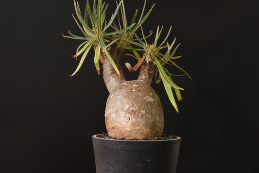 原產象牙宮Pachypodium gracilius