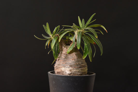 原產象牙宮Pachypodium gracilius