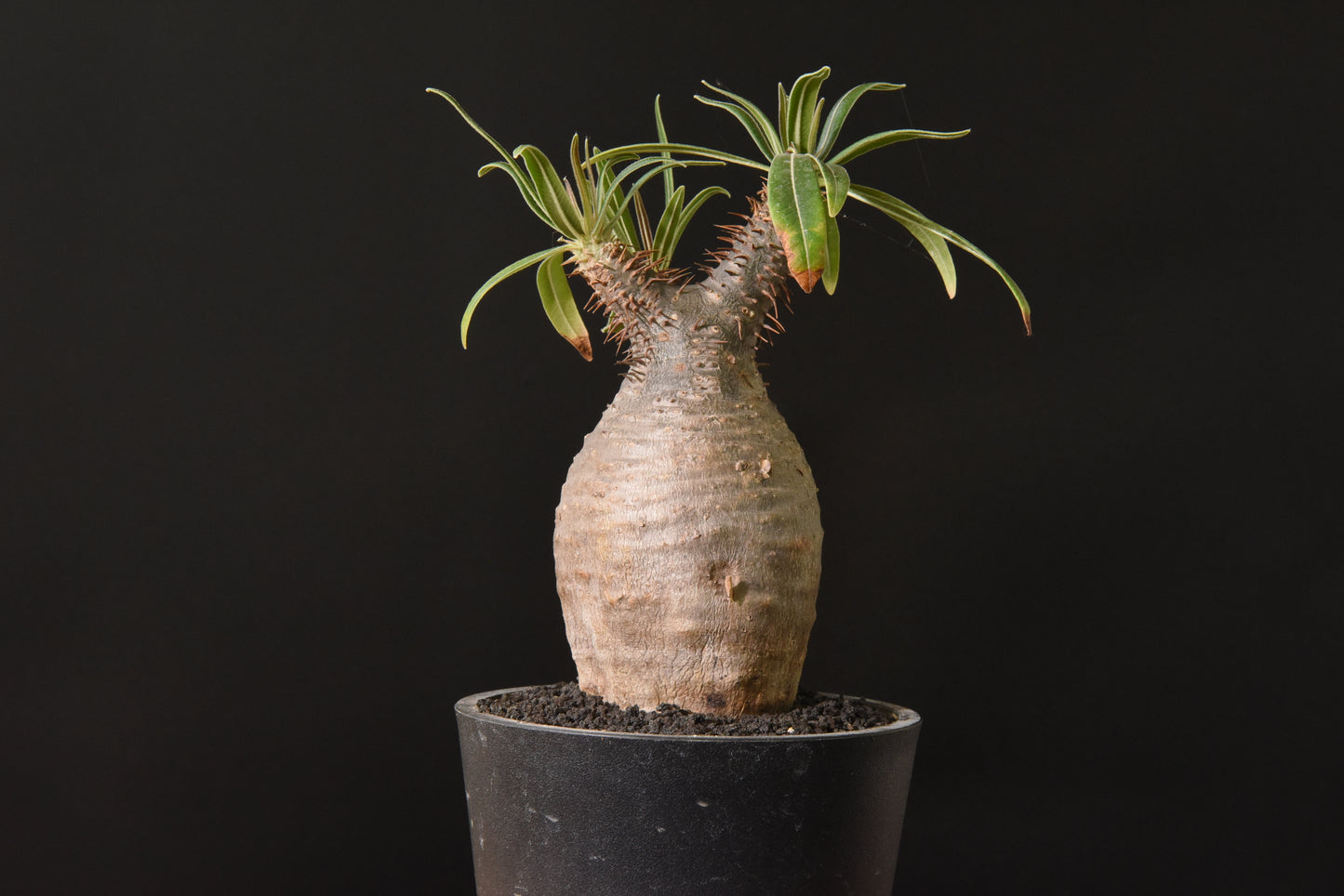 原產象牙宮Pachypodium gracilius