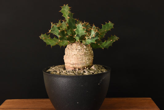 原產棒麒麟Euphorbia cylindrica