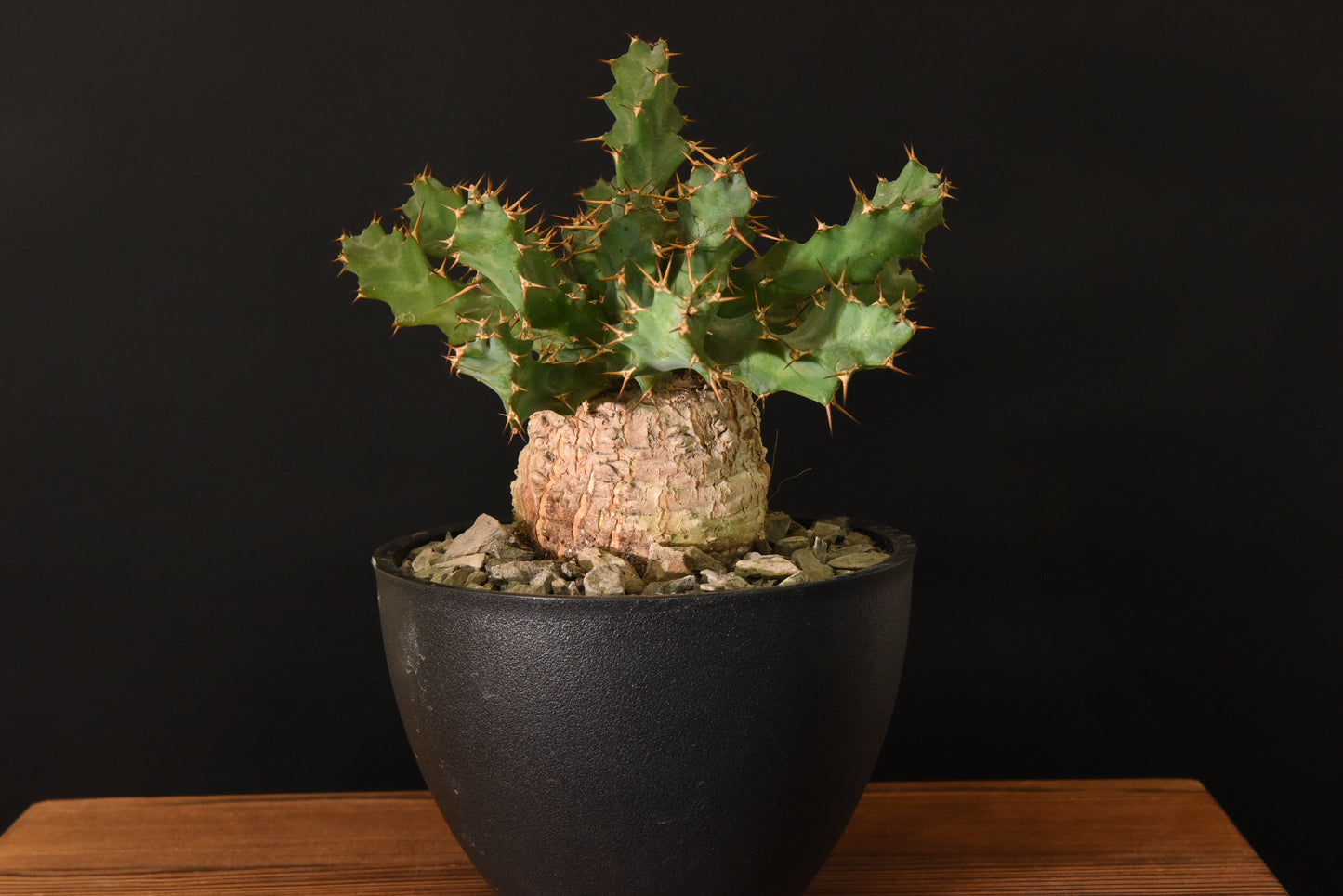 原產棒麒麟Euphorbia cylindrica