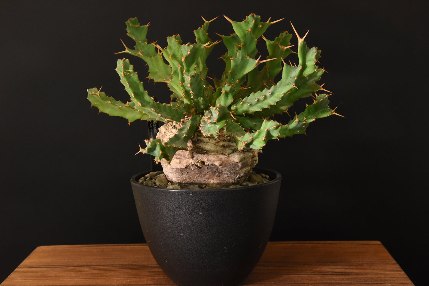 原產棒麒麟Euphorbia cylindrica