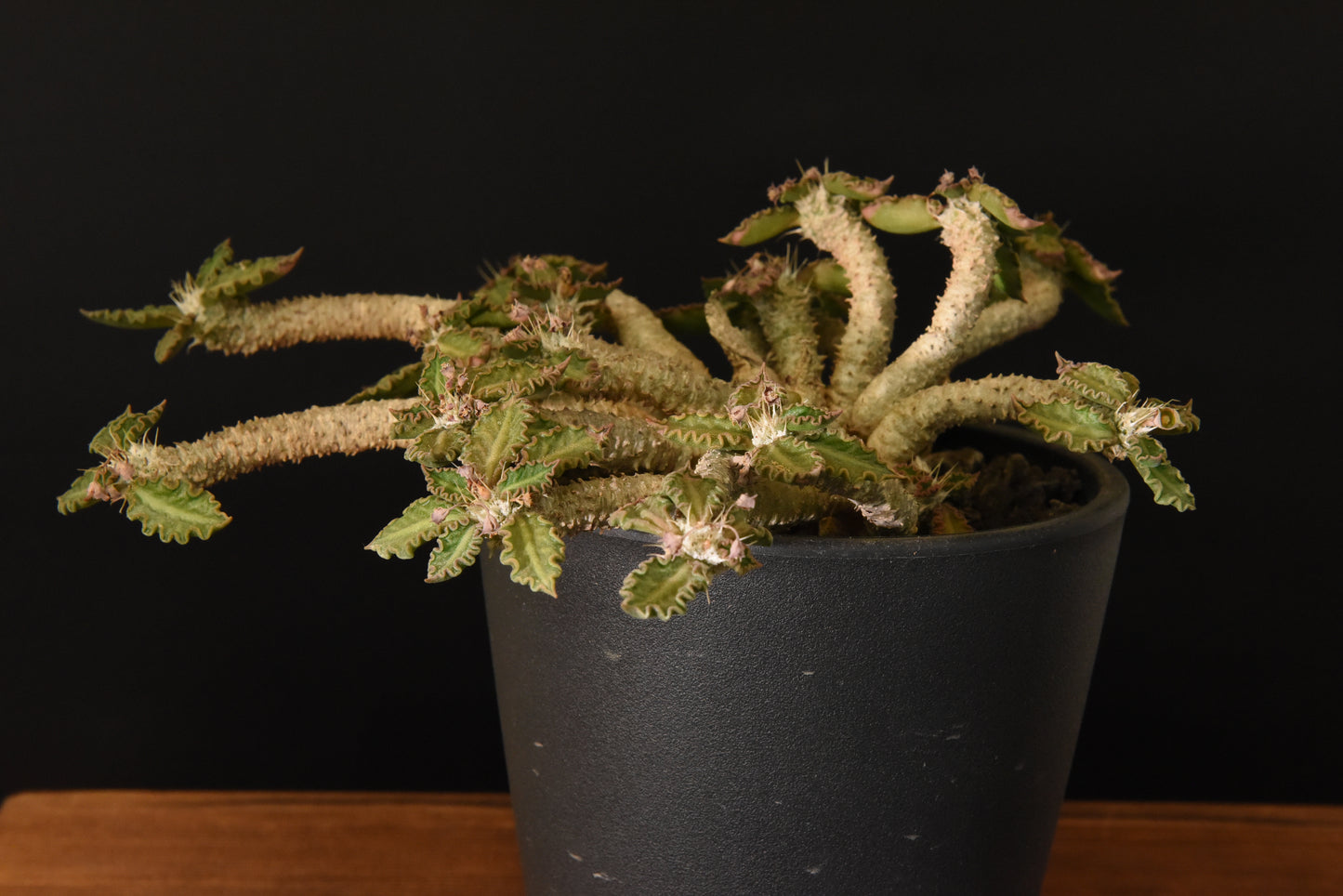 原產圖拉大戟Euphorbia tulearensis