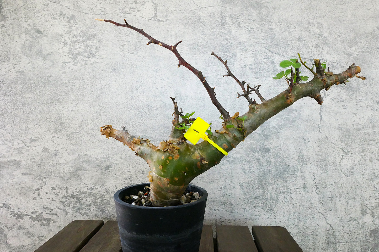 原產納米比亞沒藥Commiphora namibensis