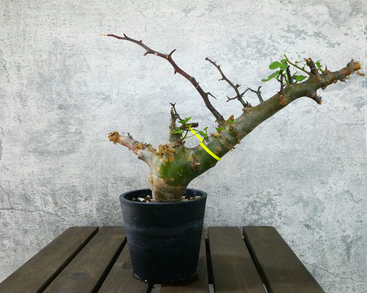 原產納米比亞沒藥Commiphora namibensis