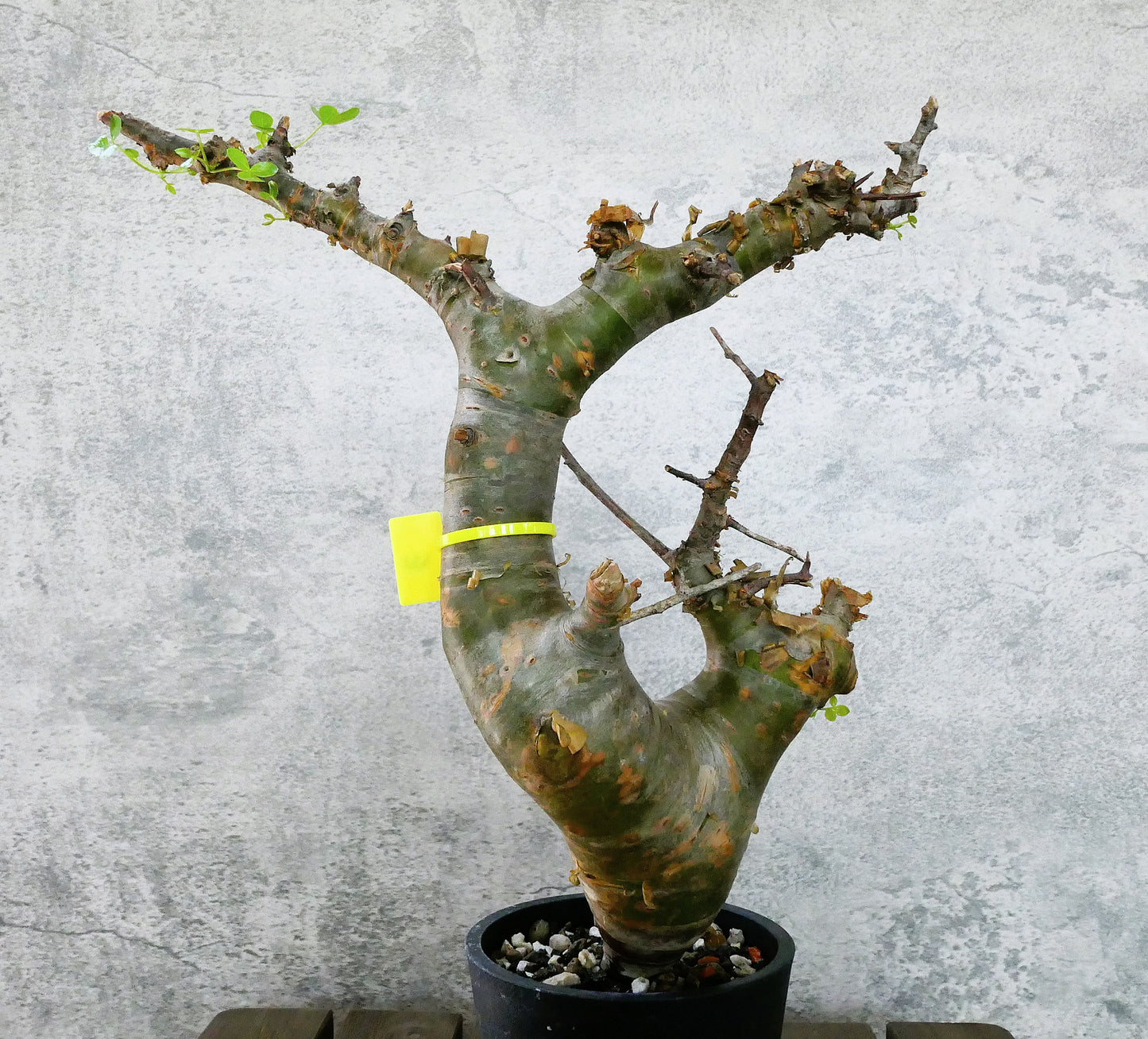 原產納米比亞沒藥Commiphora namibensis