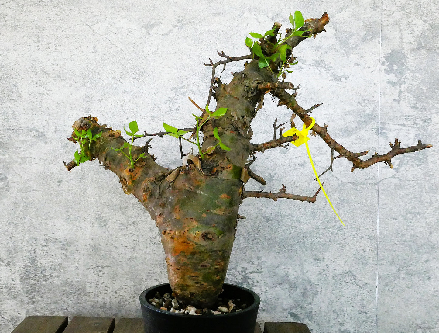 原產納米比亞沒藥Commiphora namibensis