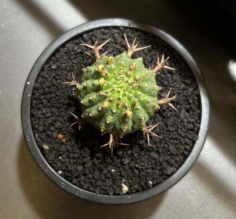 實生群星冠Euphorbia stellispina